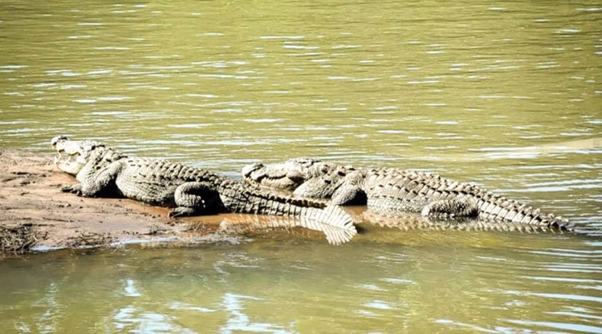 Crocodile Park